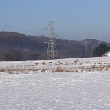 zdjęcie_12238